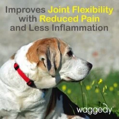 Waggedy Daily Essentials Multivitamin Senior Dog Supplement -Pet Wellness 165428 PT7. AC SS1800 V1555345679