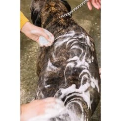 Ethique Bow Wow Dog Shampoo Bar -Pet Wellness 165563 PT6. AC SS1800 V1555957318