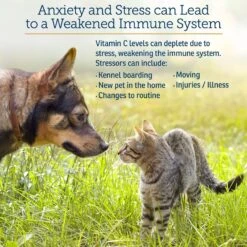 Rx Vitamins Bio-C Powder Immune Supplement For Cats & Dogs 8 Rx Vitamins Bio-C Powder Immune Supplement For Cats & Dogs -Pet Wellness 166039 PT2. AC SS1800 V1633126611