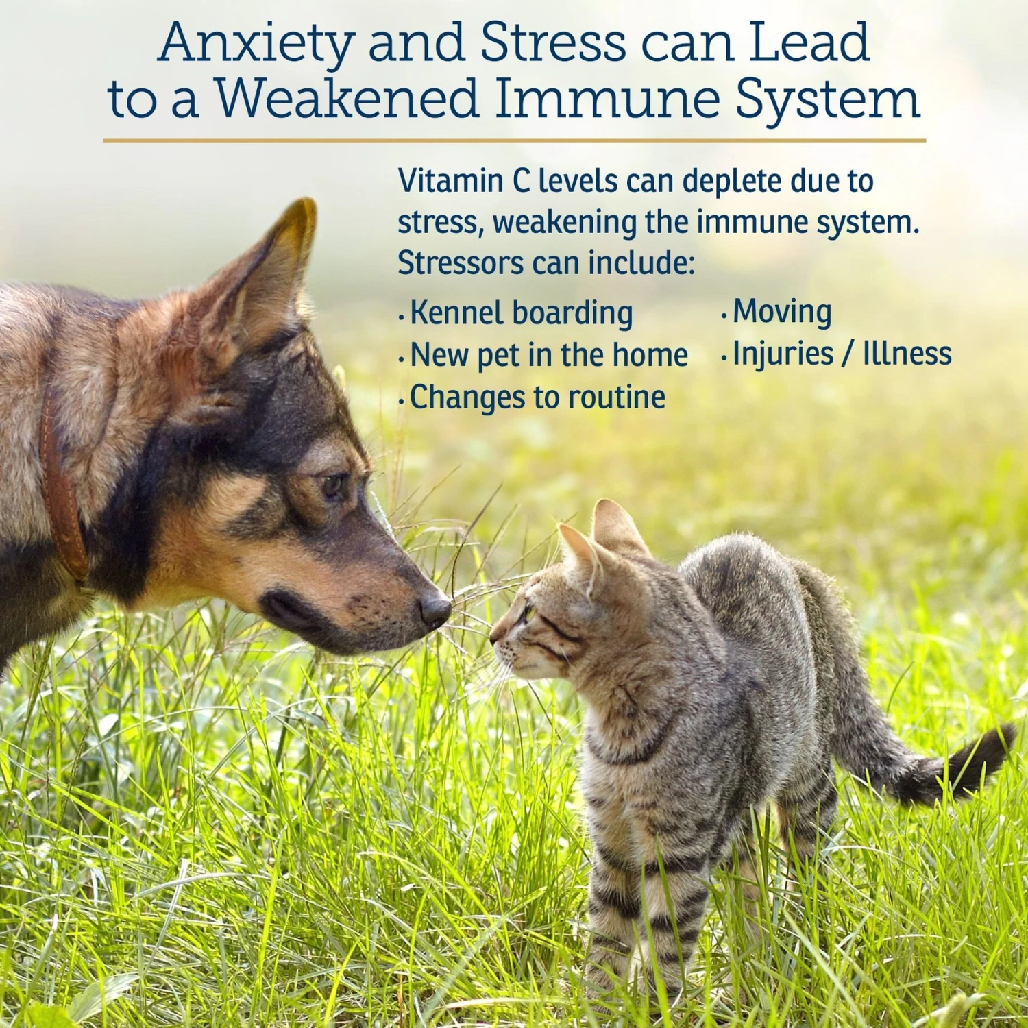 Rx Vitamins Bio-C Powder Immune Supplement For Cats & Dogs 3 Rx Vitamins Bio-C Powder Immune Supplement For Cats & Dogs - Image 3