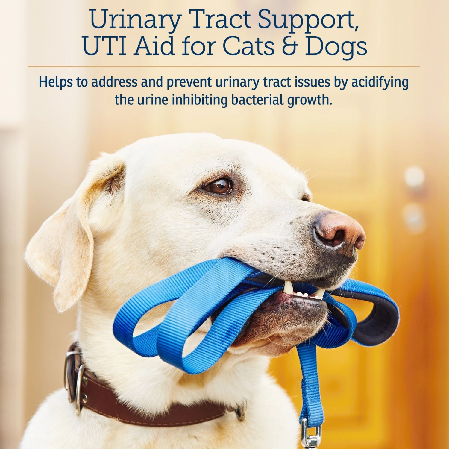 Rx Vitamins Cranberry Rx Capsules Urinary Supplement For Cats & Dogs 3 Rx Vitamins Cranberry Rx Capsules Urinary Supplement For Cats & Dogs - Image 3