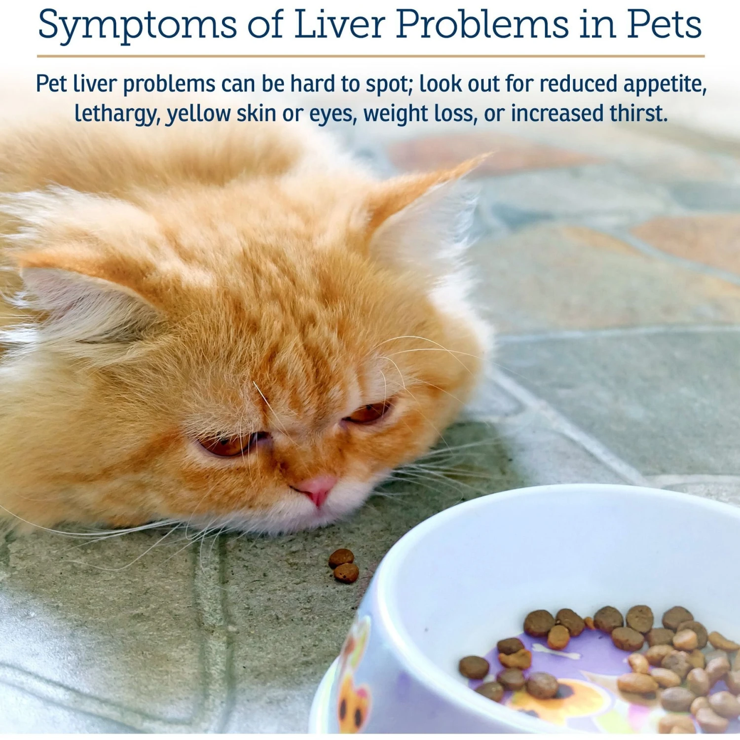 Rx Vitamins Hepato Chicken Flavored Liquid Liver Supplement For Cats & Dogs 4 Rx Vitamins Hepato Chicken Flavored Liquid Liver Supplement For Cats & Dogs - Image 4