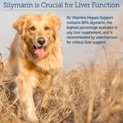 Rx Vitamins Hepato Chicken Flavored Liquid Liver Supplement For Cats & Dogs 10 Rx Vitamins Hepato Chicken Flavored Liquid Liver Supplement For Cats & Dogs -Pet Wellness 166060 PT4. AC SS1800 V1562787500