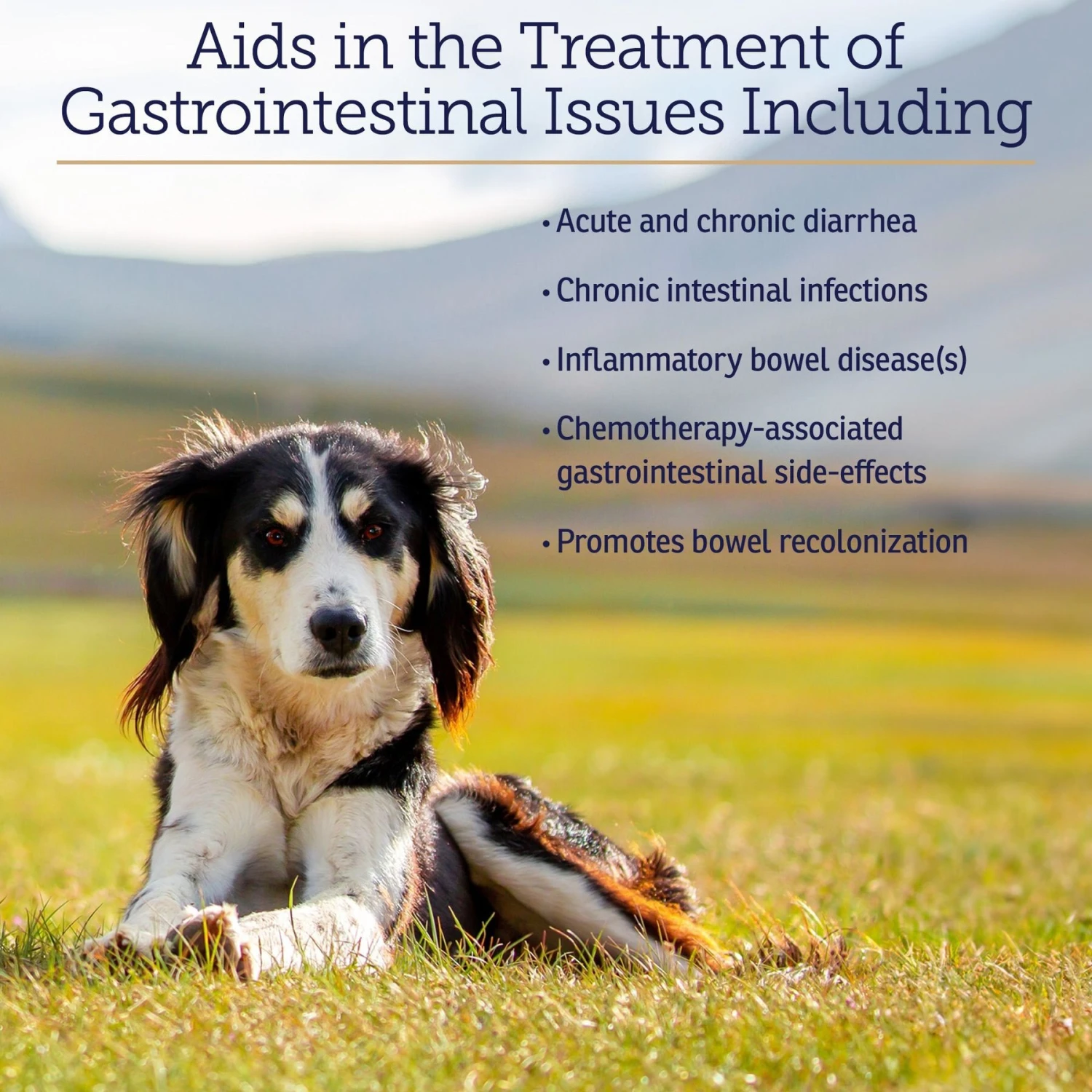 Rx Vitamins Nutrigest Powder Digestive Supplement For Cats & Dogs 4 Rx Vitamins Nutrigest Powder Digestive Supplement For Cats & Dogs - Image 4