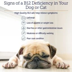 Rx Vitamins Rx B12 Liquid Digestive Supplement For Cats & Dogs -Pet Wellness 166086 PT3. AC SS1800 V1633129306