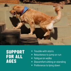 Active Chews Advanced Hip & Joint Support Dog Supplement -Pet Wellness 169318 PT4. AC SS1800 V1645826813