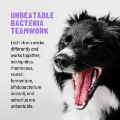 Active Chews Probiotic Digestive Health Dog Supplement -Pet Wellness 169320 PT4. AC SS1800 V1646148984