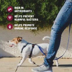 Active Chews Cranberry Urinary Health Dog Supplement -Pet Wellness 169324 PT2. AC SS1800 V1627486580