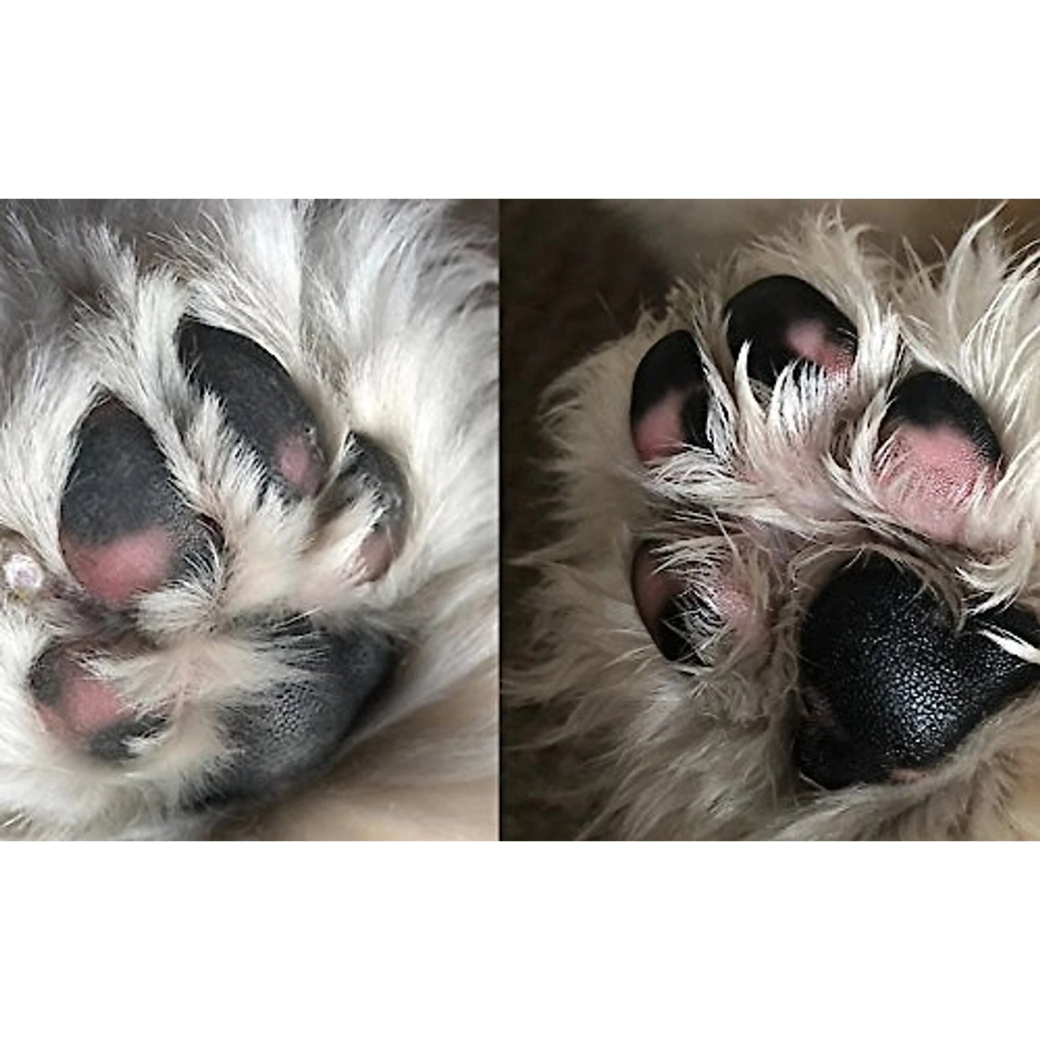 Kibble Pet Pawfect Paw& Snout Soother Balm 2 Kibble Pet Pawfect Paw& Snout Soother Balm - Image 2