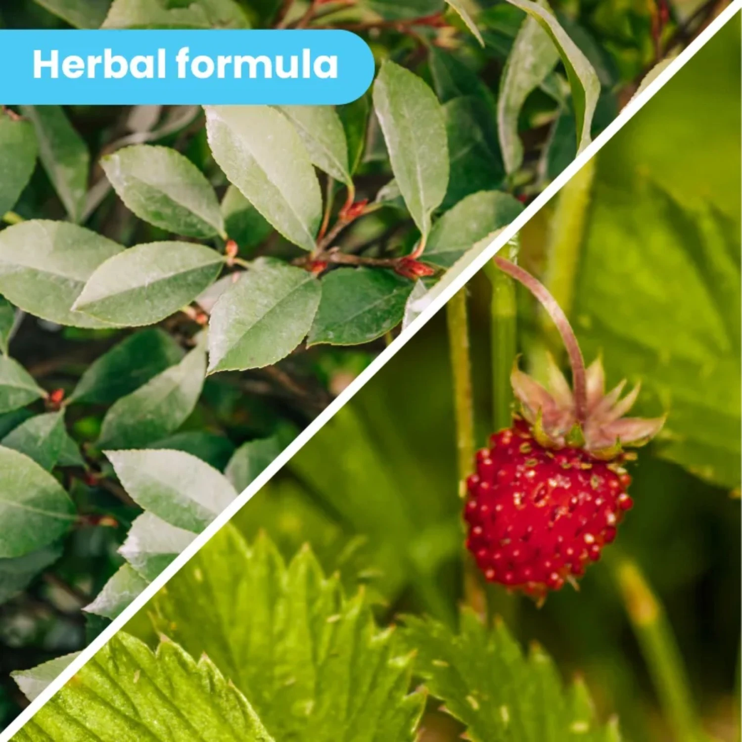 Pawtitas Organic Nose Dog Balm Moisturizer 3 Pawtitas Organic Nose Dog Balm Moisturizer - Image 3