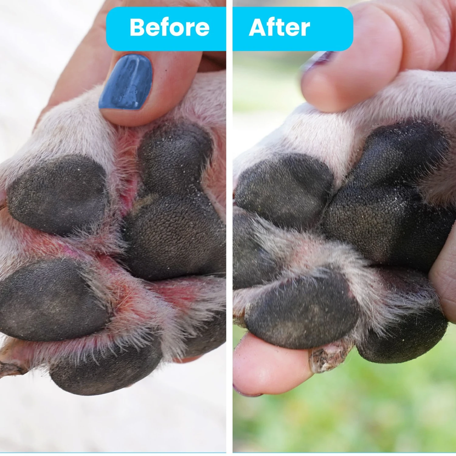 Pawtitas Organic Paw Dog Balm Moisturizer 2 Pawtitas Organic Paw Dog Balm Moisturizer - Image 2