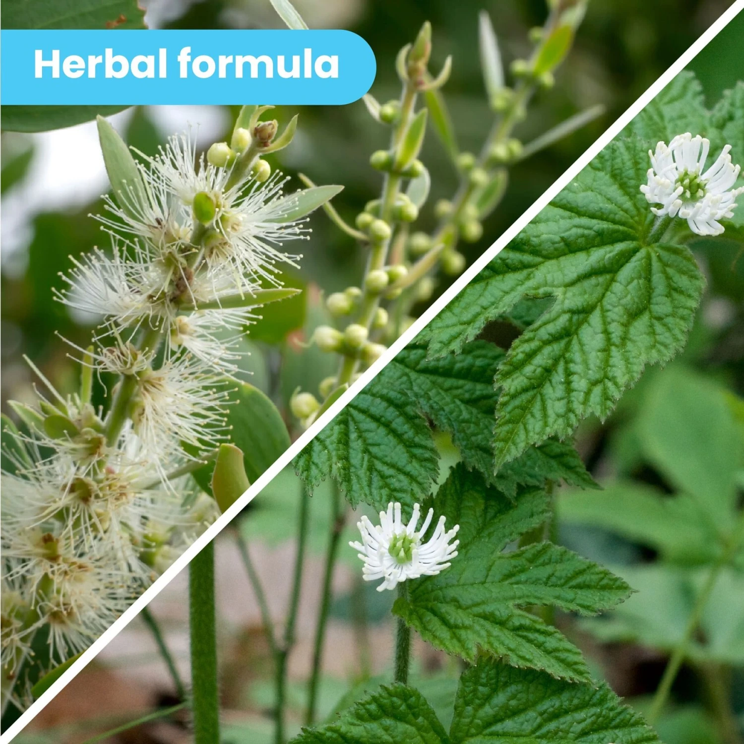 Pawtitas Organic Hypoallergenic Itch Soother Dog Balm 4 Pawtitas Organic Hypoallergenic Itch Soother Dog Balm - Image 4