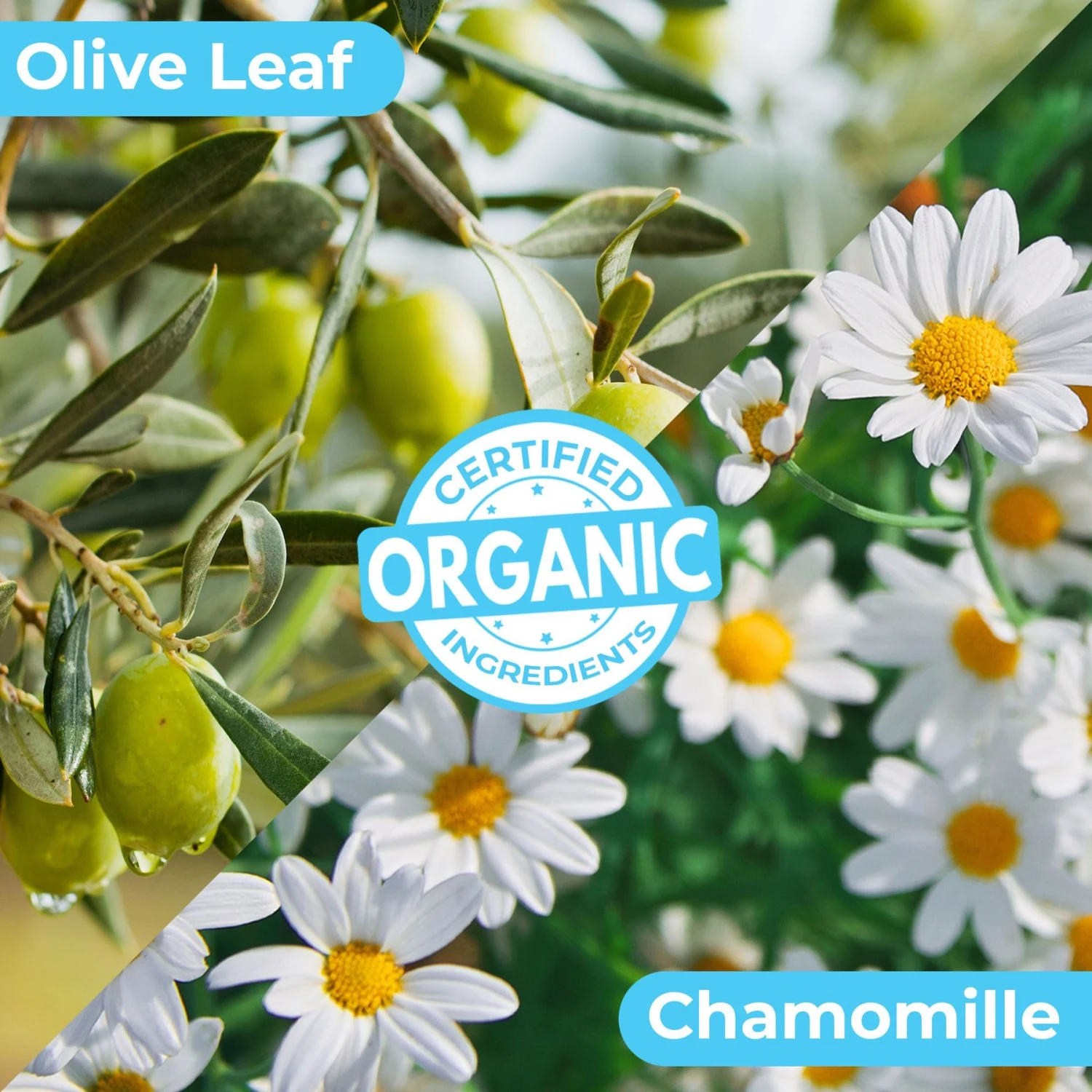 Pawtitas Organic Eucalyptus & Spearmint Oatmeal Dog Shampoo & Conditioner 4 Pawtitas Organic Eucalyptus & Spearmint Oatmeal Dog Shampoo & Conditioner - Image 4