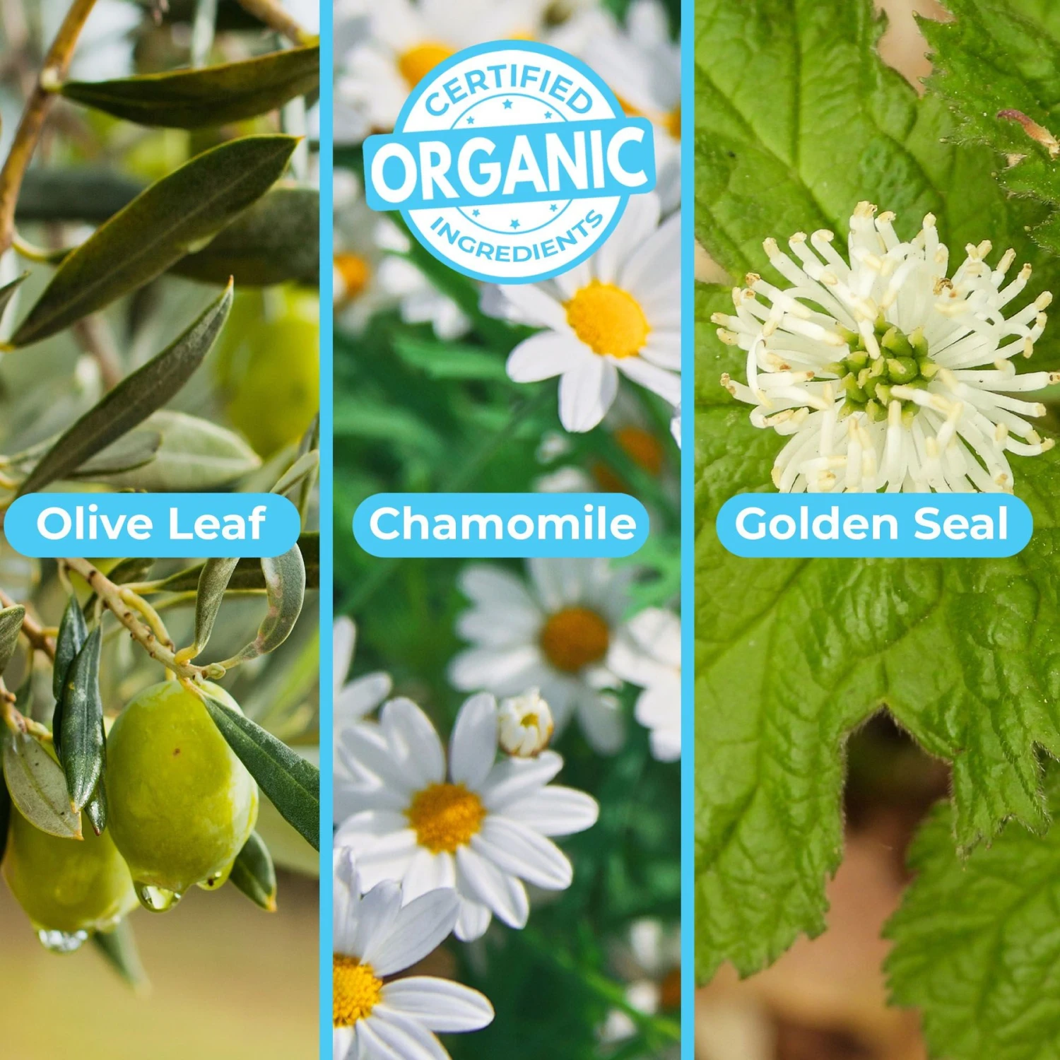 Pawtitas Organic Lavender & Chamomile Oatmeal Dog Shampoo & Conditioner 4 Pawtitas Organic Lavender & Chamomile Oatmeal Dog Shampoo & Conditioner - Image 4