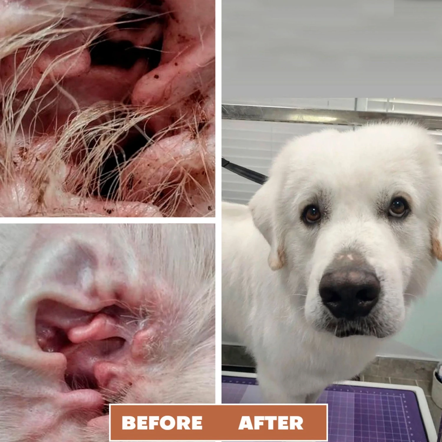 Pawtitas Organic Ear Dog Cleaner 2 Pawtitas Organic Ear Dog Cleaner - Image 2