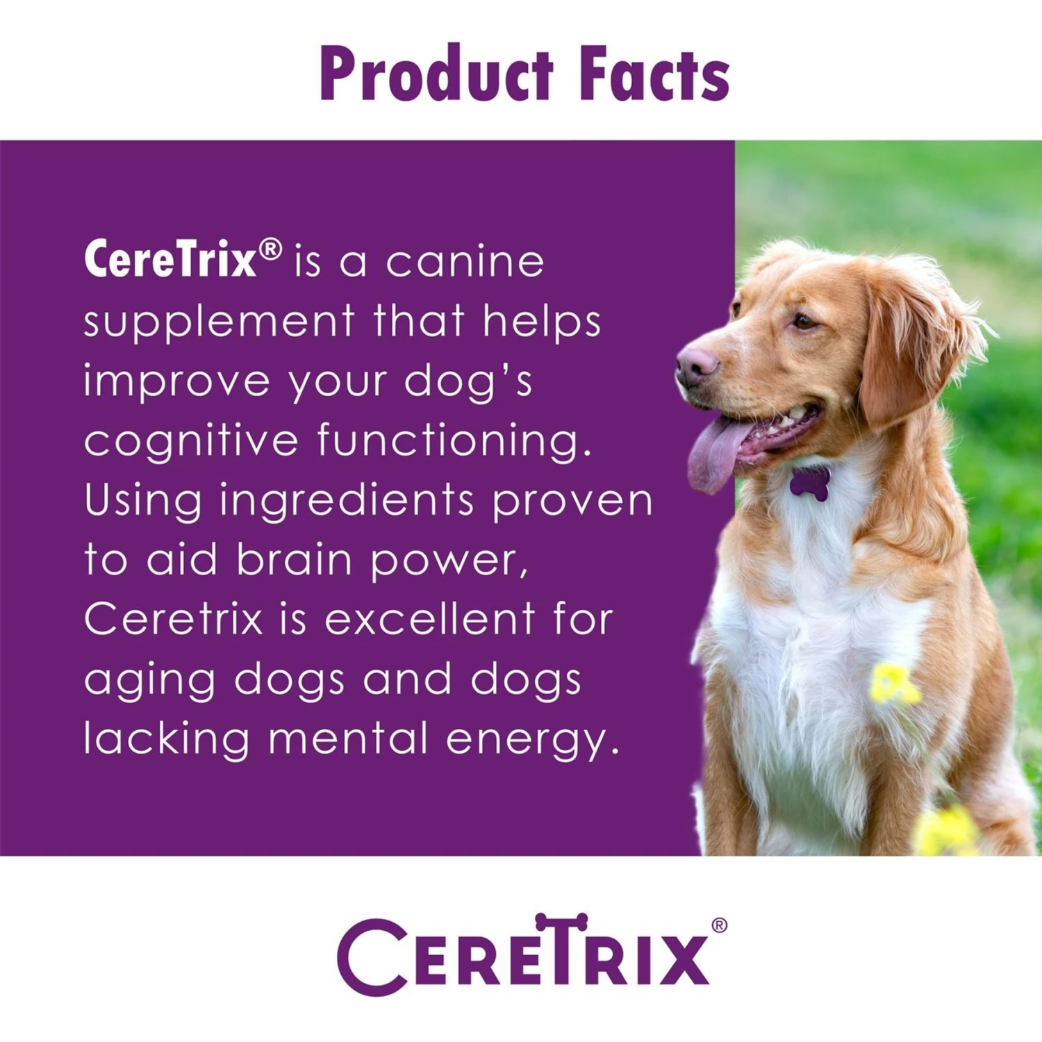 Ceretrix Soft Chew Brain & Nervous System Supplement For Small Breed Dogs 4 Ceretrix Soft Chew Brain & Nervous System Supplement For Small Breed Dogs - Image 4