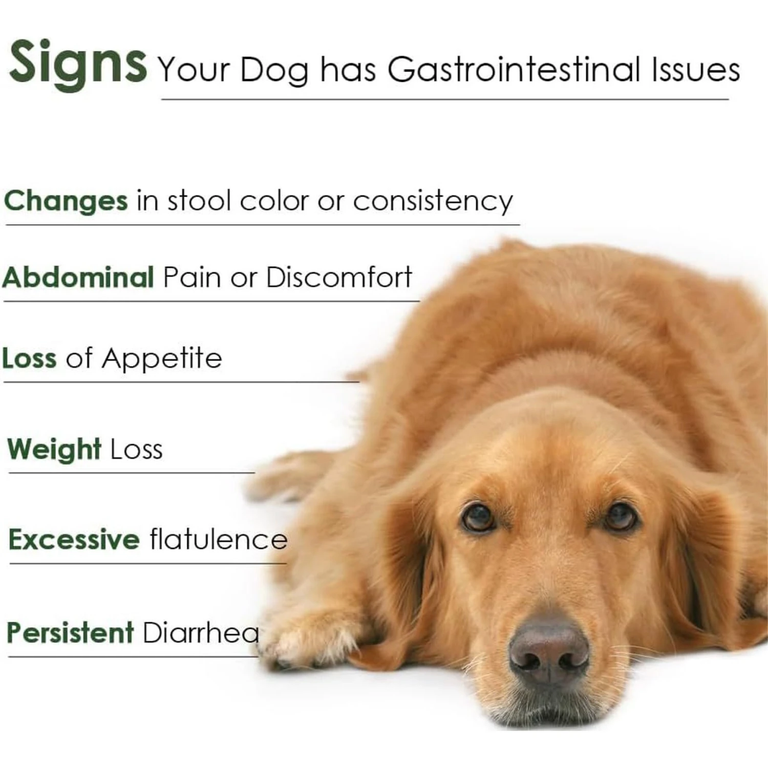 Proflora Powder Digestive Supplement For Dogs 5 Proflora Powder Digestive Supplement For Dogs - Image 5