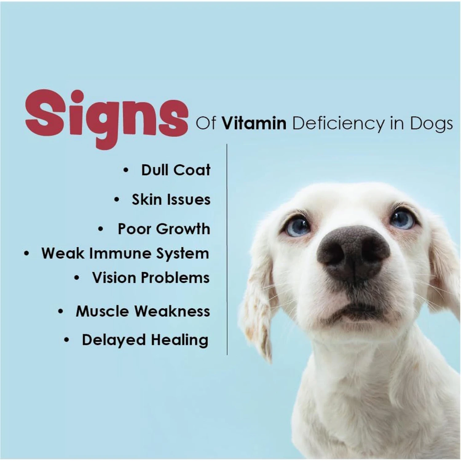 Vita-Tabs Liver Flavored Multivitamin For Dogs 6 Vita-Tabs Liver Flavored Multivitamin For Dogs - Image 6