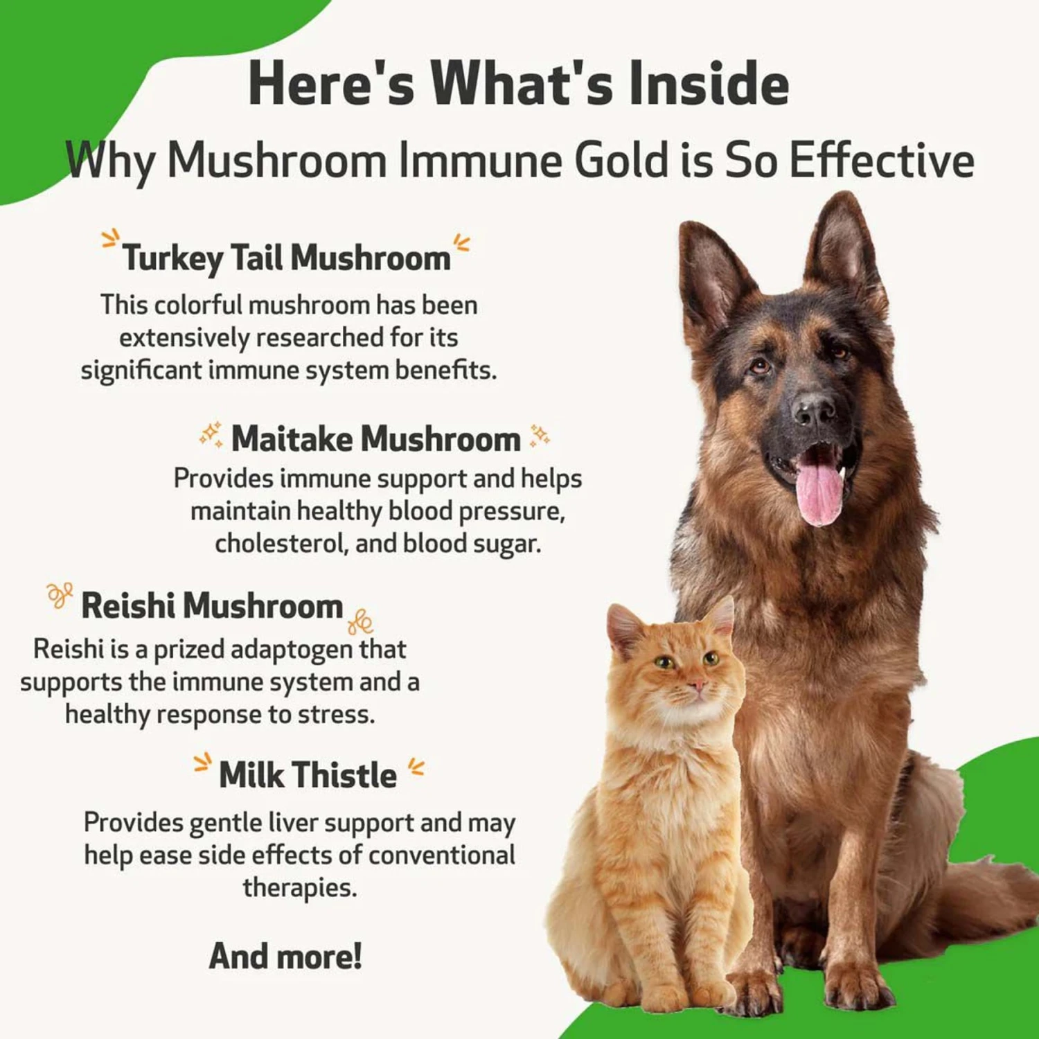 Pet Wellbeing Mushroom Immune GOLD Bacon Flavored Liquid Immune Supplement For Cats & Dogs 5 Pet Wellbeing Mushroom Immune GOLD Bacon Flavored Liquid Immune Supplement For Cats & Dogs - Image 5