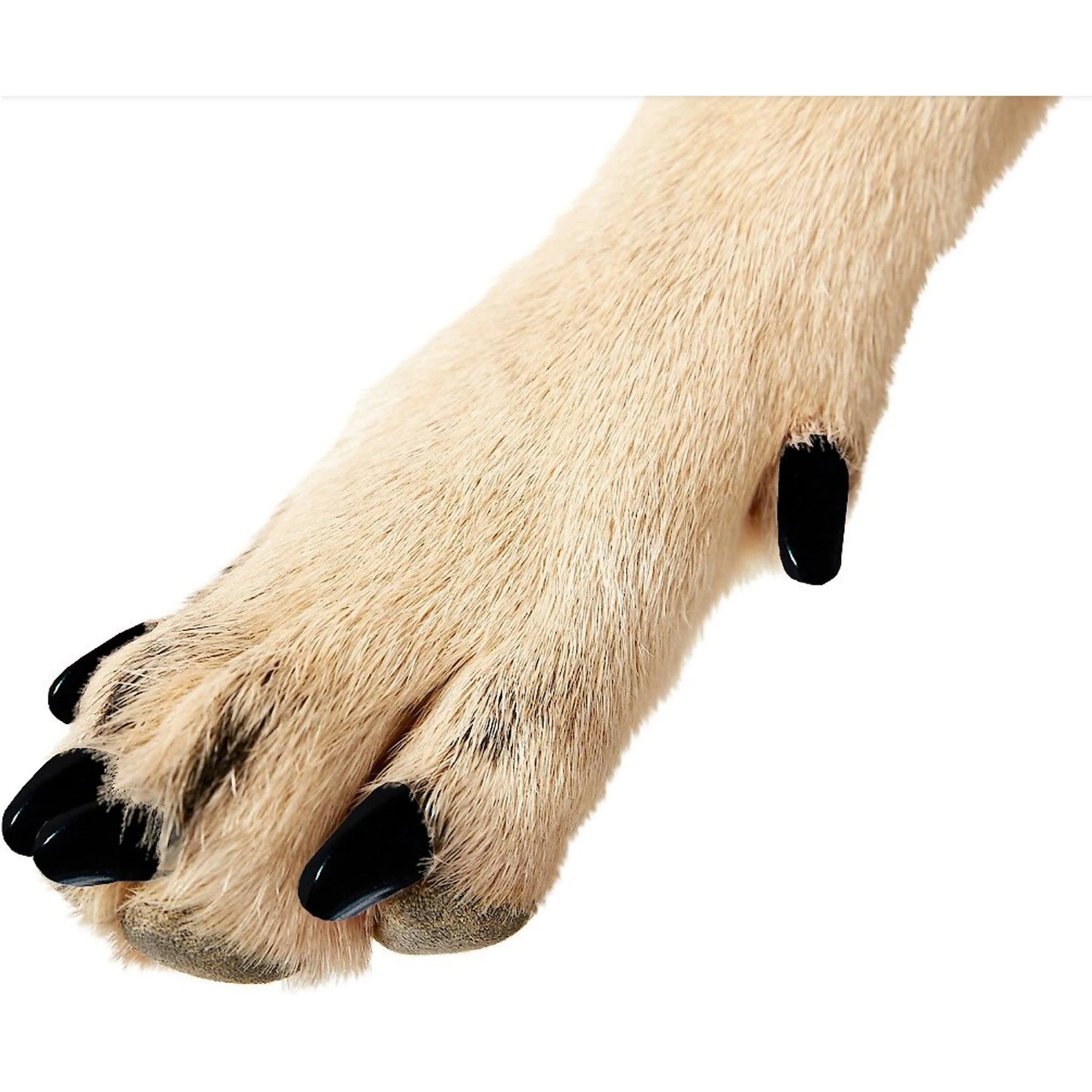 Purrdy Paws Soft Dog Nail Caps 1 Purrdy Paws Soft Dog Nail Caps