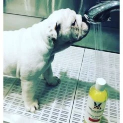 Warren London Soothing & Itch Relieving Oatmeal Dog Shampoo -Pet Wellness 183104 PT5. AC SS1800 V1658845321