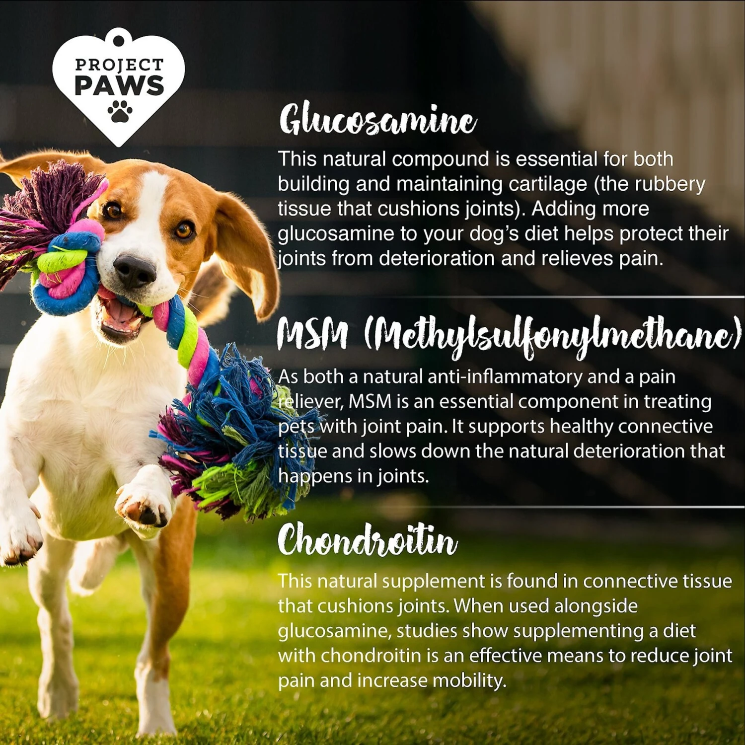 Project Paws Original Grain-Free Hip & Joint Dog Supplement Chews 5 Project Paws Original Grain-Free Hip & Joint Dog Supplement Chews - Image 5