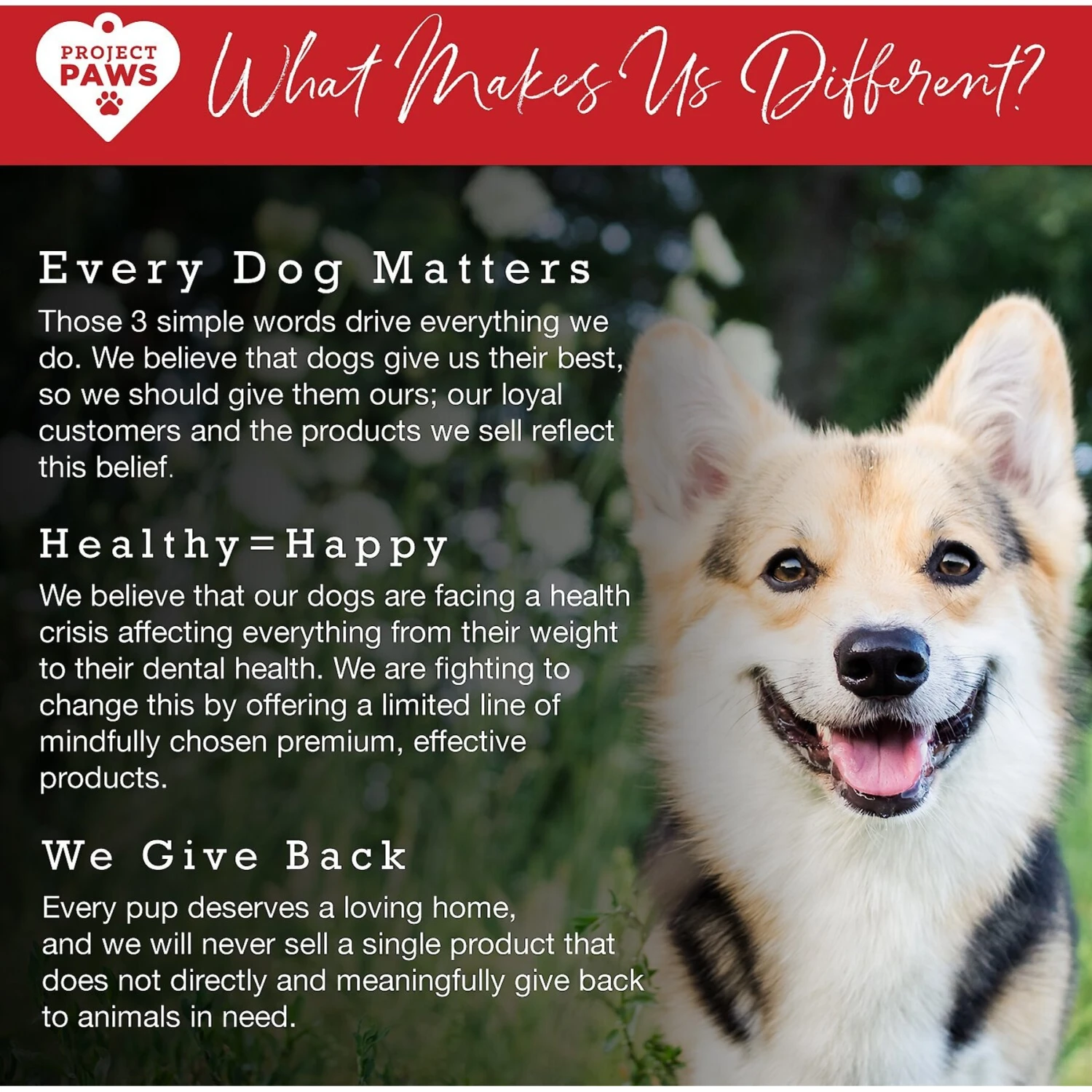 Project Paws Original Grain-Free Hip & Joint Dog Supplement Chews 7 Project Paws Original Grain-Free Hip & Joint Dog Supplement Chews - Image 7