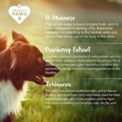 Project Paws Cranberry Plus D-Mannose Urinary Tract Support Chewable Dog Supplement -Pet Wellness 186847 PT4. AC SS1800 V1564428831