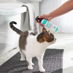 Frisco Aloe Hydrating Dog & Cat Spray, Sweet Nectar Scent 7 Frisco Aloe Hydrating Dog & Cat Spray, Sweet Nectar Scent -Pet Wellness 192084 PT4. AC SS1800 V1589487682
