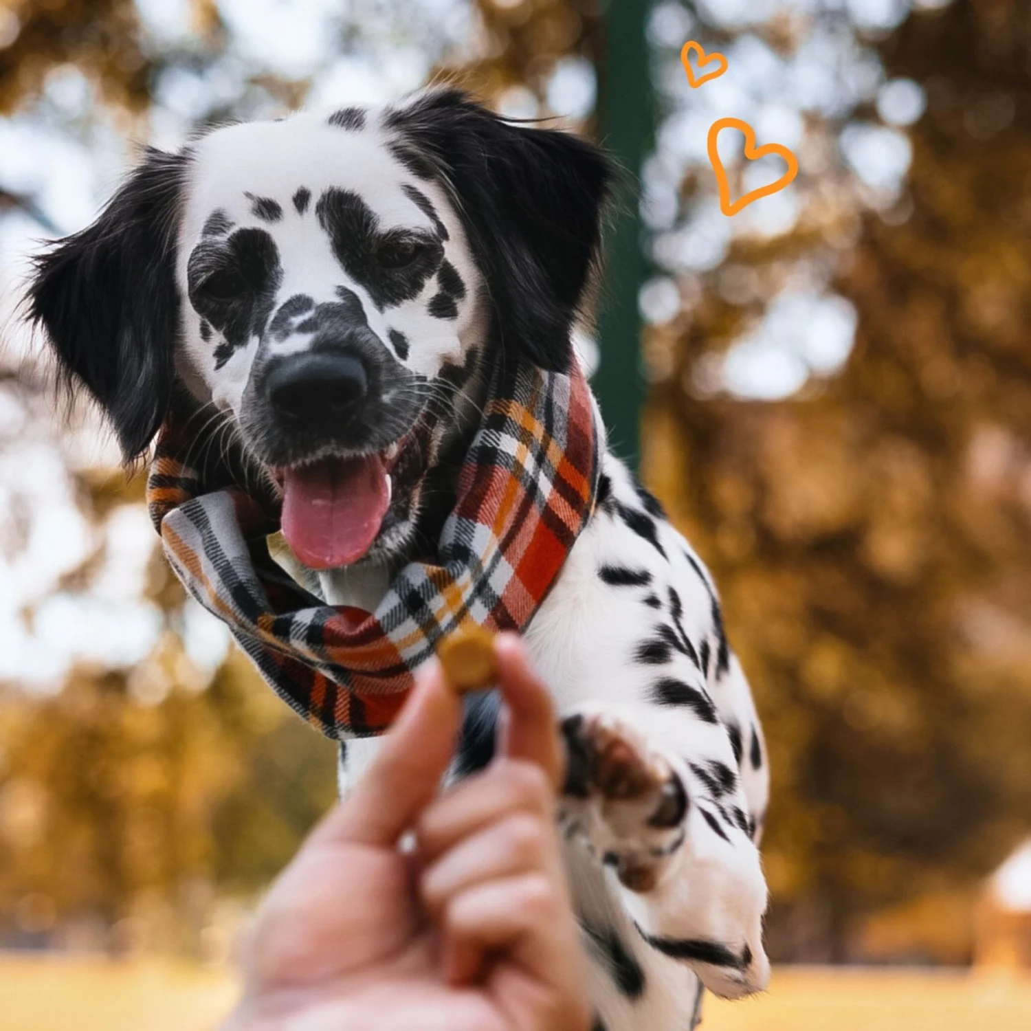 PointPet Advanced Hip & Joint Duck Flavor With Glucosamine, MSM & Chondroitin Senior Dog Supplement, 90 Count 2 PointPet Advanced Hip & Joint Duck Flavor With Glucosamine, MSM & Chondroitin Senior Dog Supplement, 90 Count - Image 2