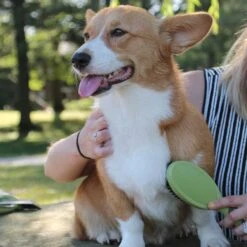 Safari Bristle Dog Brush -Pet Wellness 199925 PT3. AC SS1800 V1677957895