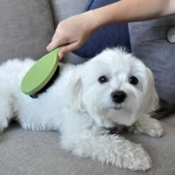 Safari Bristle Dog Brush -Pet Wellness 199925 PT4. AC SS1800 V1678112543