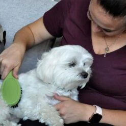 Safari Bristle Dog Brush -Pet Wellness 199925 PT5. AC SS1800 V1678112562