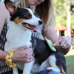 Safari Massage Dog Brush -Pet Wellness 199947 PT2. AC SS1800 V1677960129