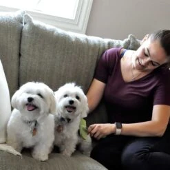 Safari Curved Firm Slicker Dog Brush -Pet Wellness 199967 PT3. AC SS1800 V1677957831