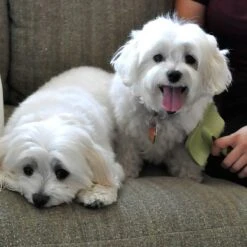 Safari Curved Firm Slicker Dog Brush -Pet Wellness 199967 PT4. AC SS1800 V1677956741