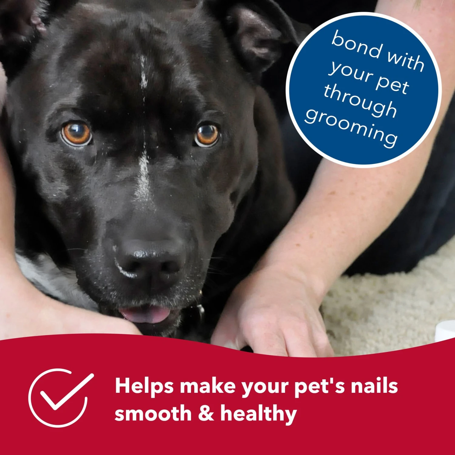 Safari Diamond Dog Nail File 6 Safari Diamond Dog Nail File - Image 6