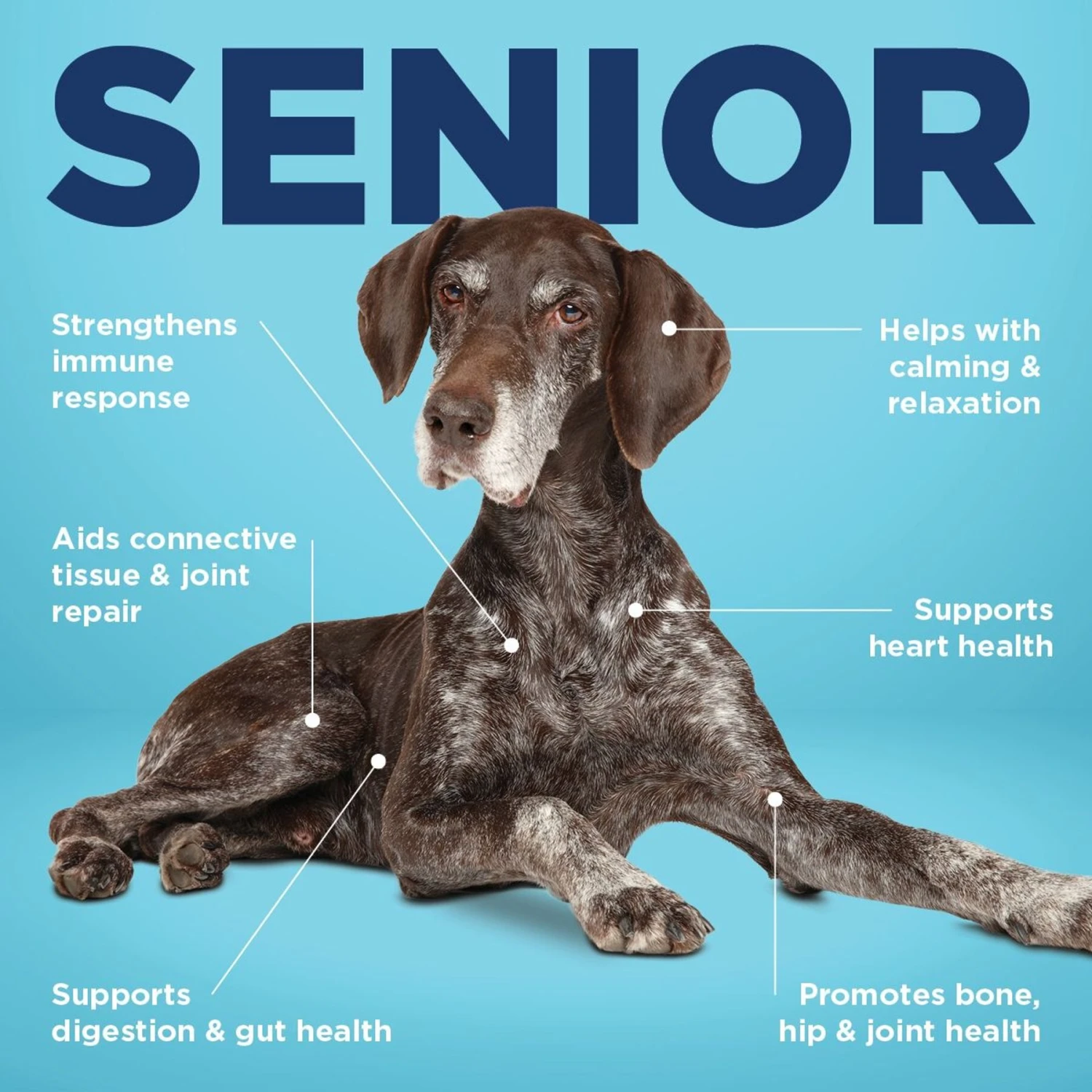 Vetericyn ALL-IN Life-Stage Senior Dog Supplement, 90 Count 5 Vetericyn ALL-IN Life-Stage Senior Dog Supplement, 90 Count - Image 5