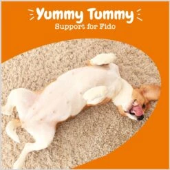 Zesty Paws Probiotic Flavor Infusions Fish Oil Chicken Flavored Liquid Digestive Topper Supplement For Dogs -Pet Wellness 205857 PT3. AC SS1800 V1697032130