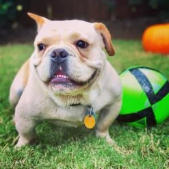 First Saturday Lime Monthly Pet Insect Repellent -Pet Wellness 206571 PT5. AC SS1800 V1572278368