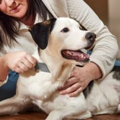 Frisco Flea Comb For Cats & Dogs -Pet Wellness 206888 PT3. AC SS1800 V1680186156