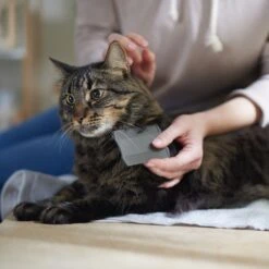 Frisco Flea Comb For Cats & Dogs -Pet Wellness 206888 PT4. AC SS1800 V1680186101