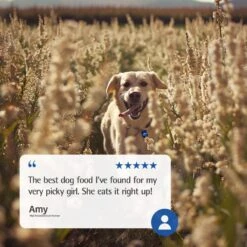 Farmina N&D Ancestral Grain Lamb & Blueberry Recipe Puppy Medium & Maxi Dry Dog Food -Pet Wellness 207653 PT7. AC SS1800 V1678910008