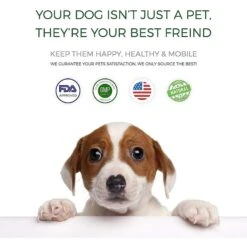 Pet Vitamin Co Medicated Dog & Cat Shampoo, 16-oz Bottle -Pet Wellness 207686 pt2. AC SS1800 V1572383876