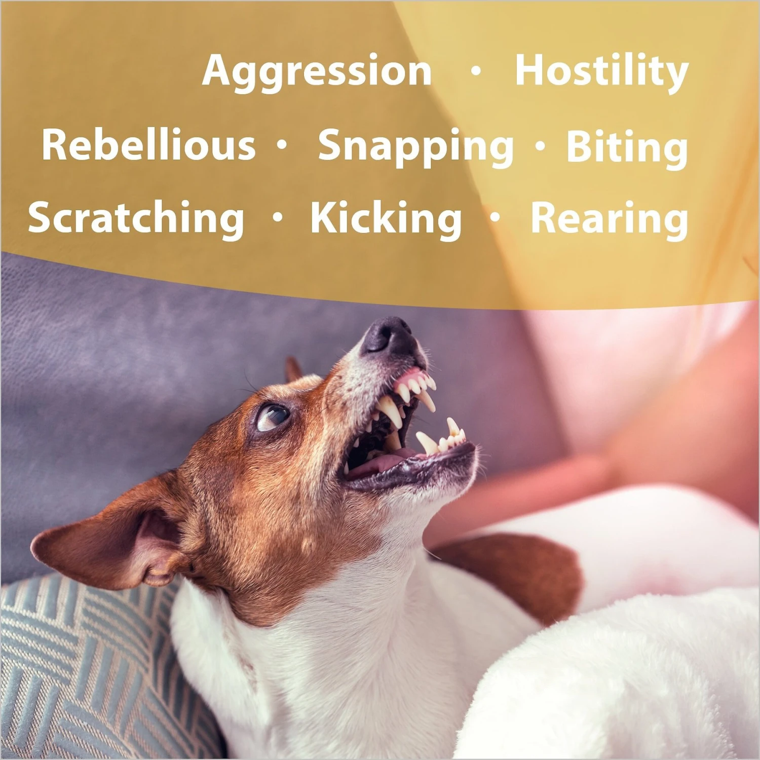 Botanical Animal Flower Essences Devil Be Gone Calming Pet Supplement 2 Botanical Animal Flower Essences Devil Be Gone Calming Pet Supplement - Image 2