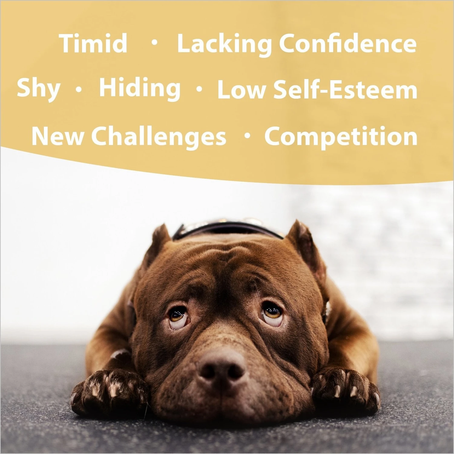 Botanical Animal Flower Essences Ego Builder Calming Pet Supplement, 1-oz Bottle 2 Botanical Animal Flower Essences Ego Builder Calming Pet Supplement, 1-oz Bottle - Image 2