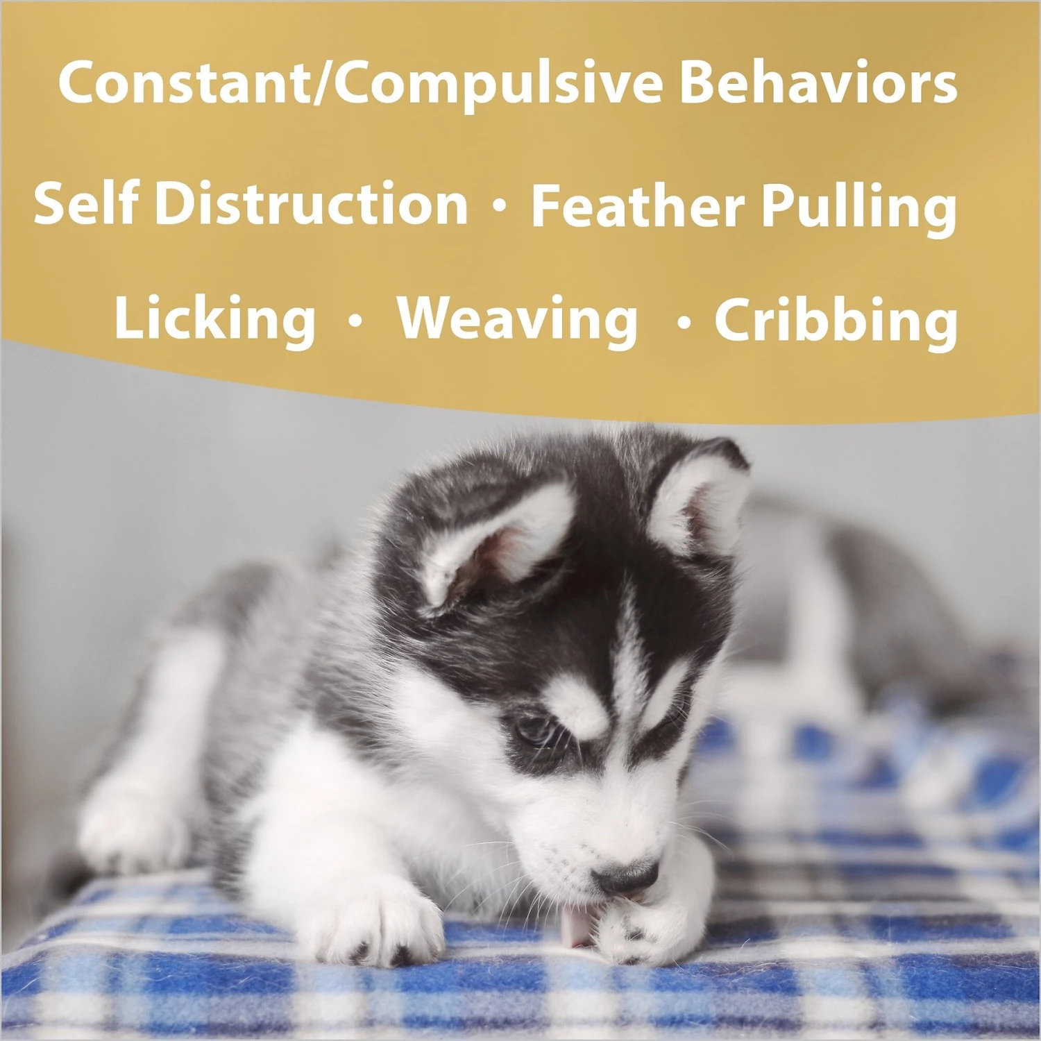 Botanical Animal Flower Essences Obsess Less Calming Pet Supplement, 1-oz Bottle 2 Botanical Animal Flower Essences Obsess Less Calming Pet Supplement, 1-oz Bottle - Image 2