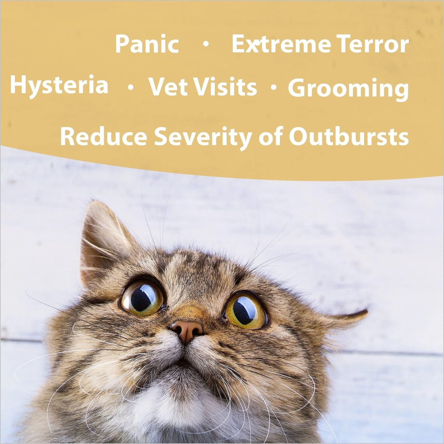 Botanical Animal Flower Essences Panic Attack Calming Pet Supplement, 1-oz Bottle 2 Botanical Animal Flower Essences Panic Attack Calming Pet Supplement, 1-oz Bottle - Image 2