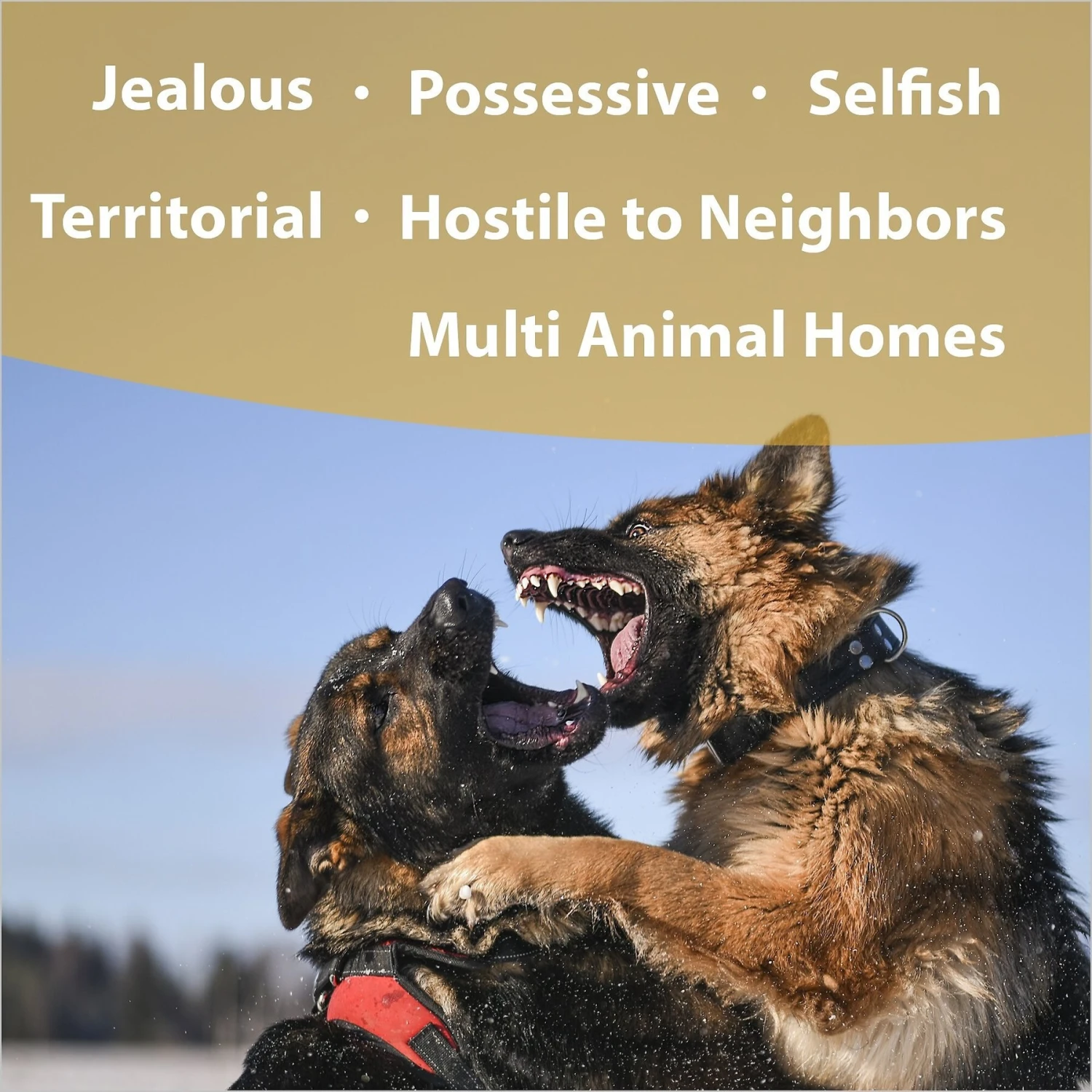 Botanical Animal Flower Essences Sibling Rivalry Calming Pet Supplement 2 Botanical Animal Flower Essences Sibling Rivalry Calming Pet Supplement - Image 2