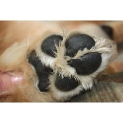 Lucky Pup Twist-Up Dog Balm, 0.5-oz Tube -Pet Wellness 214023 PT2. AC SS1800 V1591717262